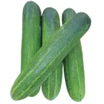 Cucumber Big