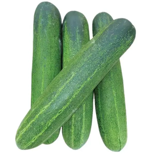 Cucumber Big